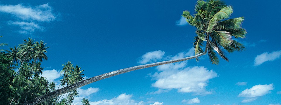 Palm