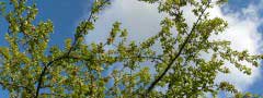 apple tree
