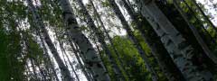 birch