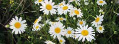 camomiles