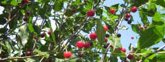 cherry