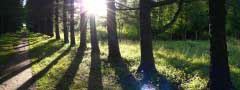 in the forest