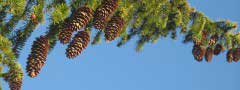 strobiles on a spruce