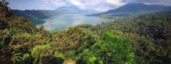 Jungle