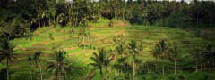 Palms