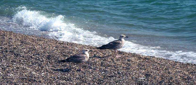 Sea birds