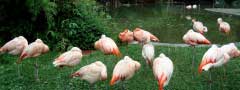 Flamingo