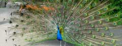 Nice peafowl