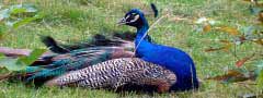Peafowl