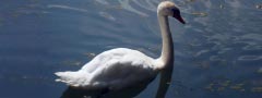 Swan