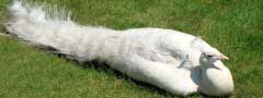 White peafowl