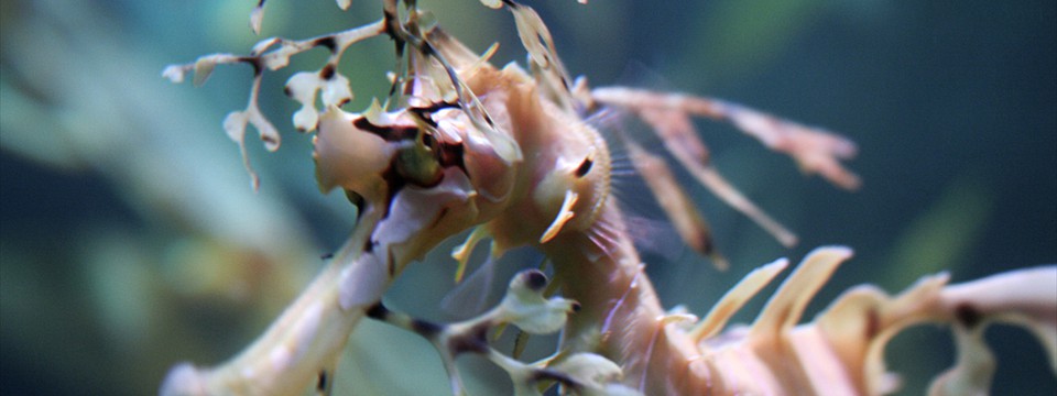 sea dragon