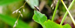 Bug