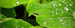 Bug and dewdrops