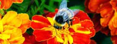 Bumblebee on the flower