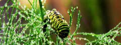 Bright caterpillar