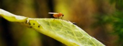 Two flies