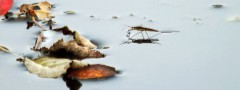 Pond skater