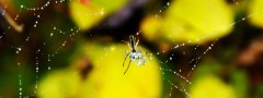 A spider makes a web