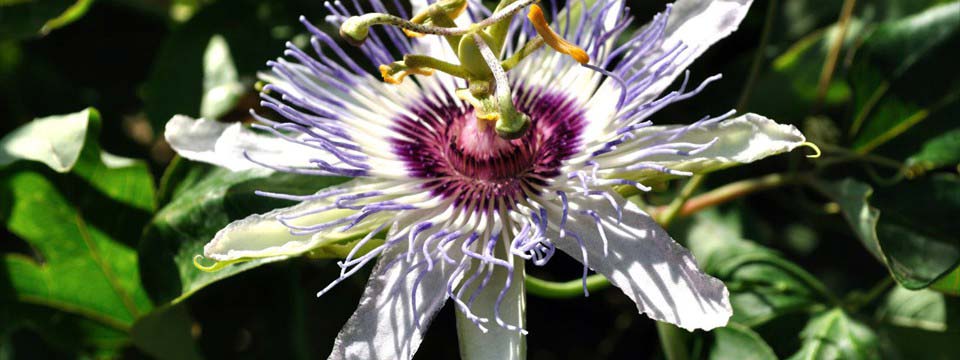 Flower: image gallery examples