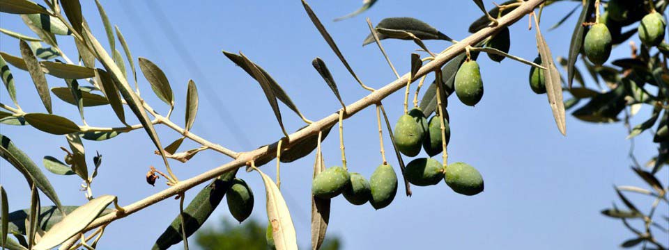 Olive tree: image gallery html