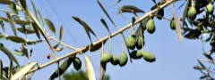 Olive tree