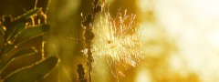 Seed
