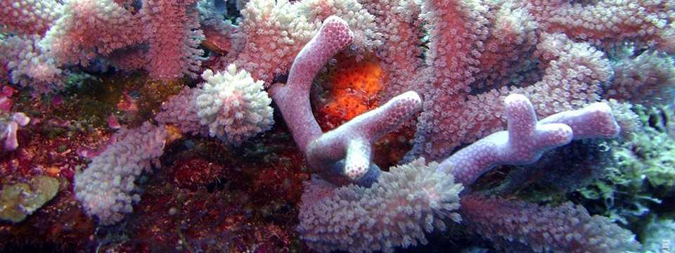 Coral: download slideshow maker software
