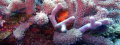 Coral