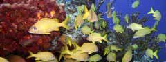Yellow fish