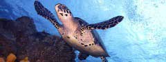 Sea turtle