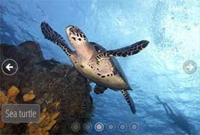 Slideshow Maker Software Surface Blur Demo