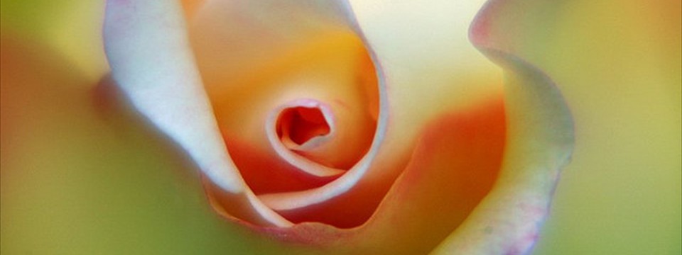 Flower close up  