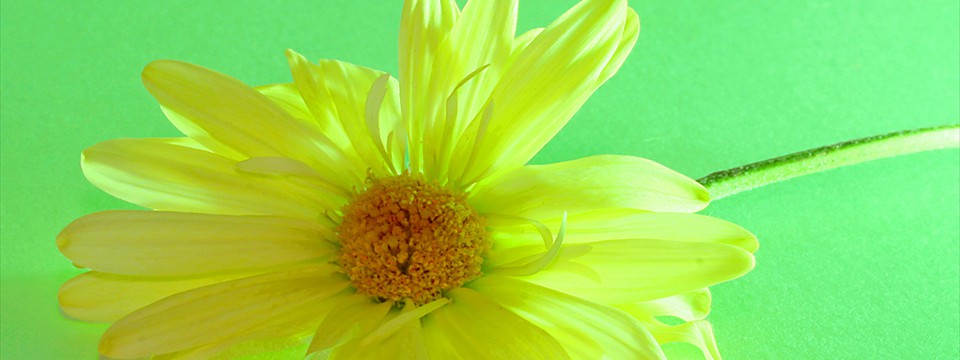 Flower on Green best fade in fade out banner continuous image