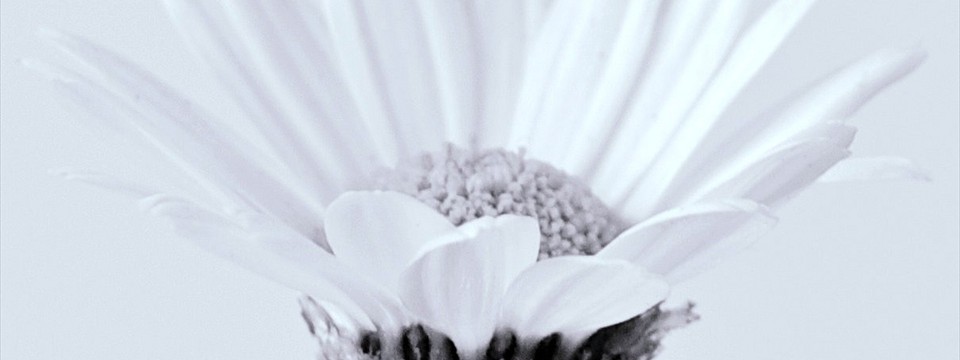 White Flower pure image flip dynamic drive watereffect