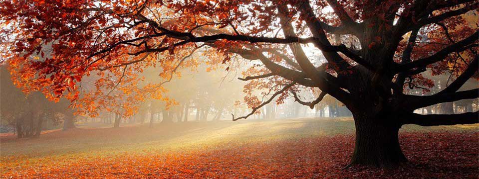 Tree in the park, Bratislava: Bootstrap carousel more than one picture at a time