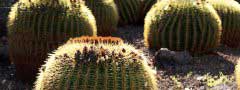 Cactuses, Canary Islands free javascript slider 