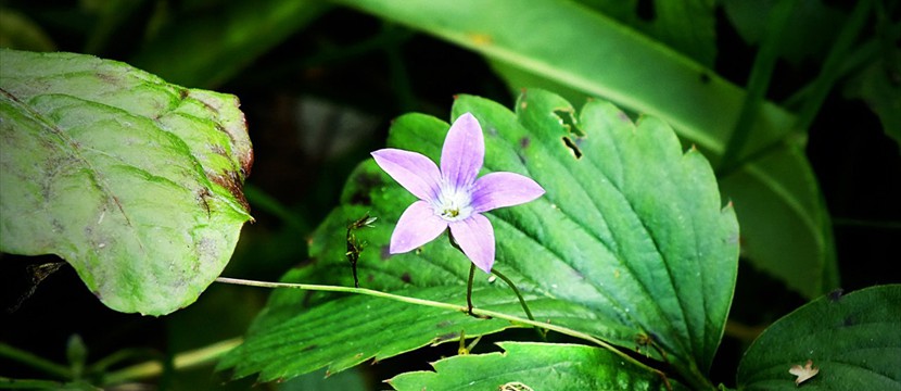 Purple flower : html slider jquery