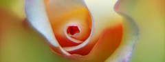 Flower close up image autoplaying codeNavigation