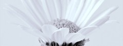 White Flower wordpress video