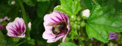 bumblebee on the mallow slider css template