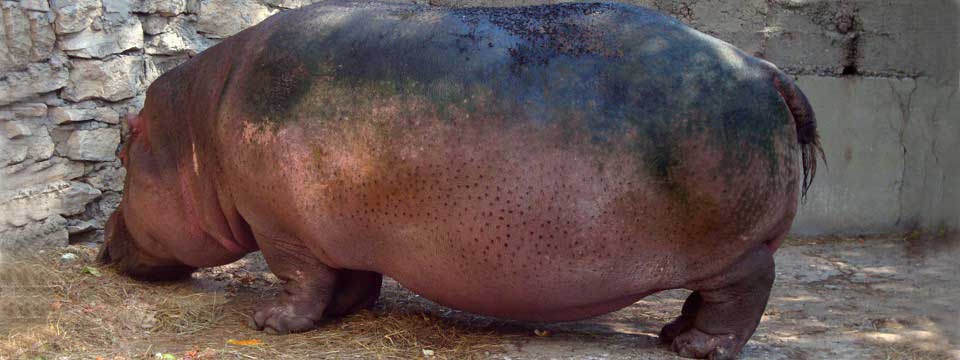 Hippopotamus banner rotator plugin