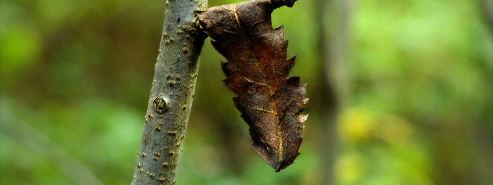 Branch and rowan leaf photo gallery slider
