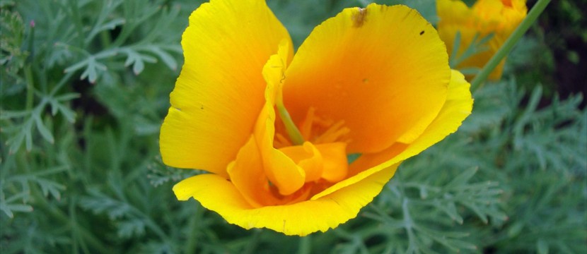 Yellow flower website photo slideshow