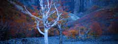 Autumn trees css3 image slider