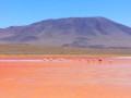Flamingo in the Red lake html5 responsive image slider