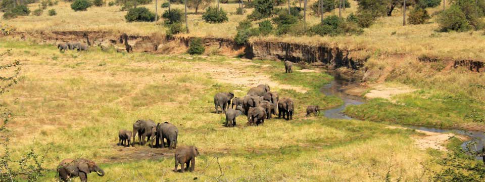 Herd of elephants slideshow creator software