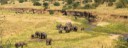 Herd of elephants best slideshow creator