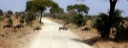 Wildebeests photo slideshow creator software 