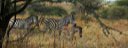Zebras creator slideshow free